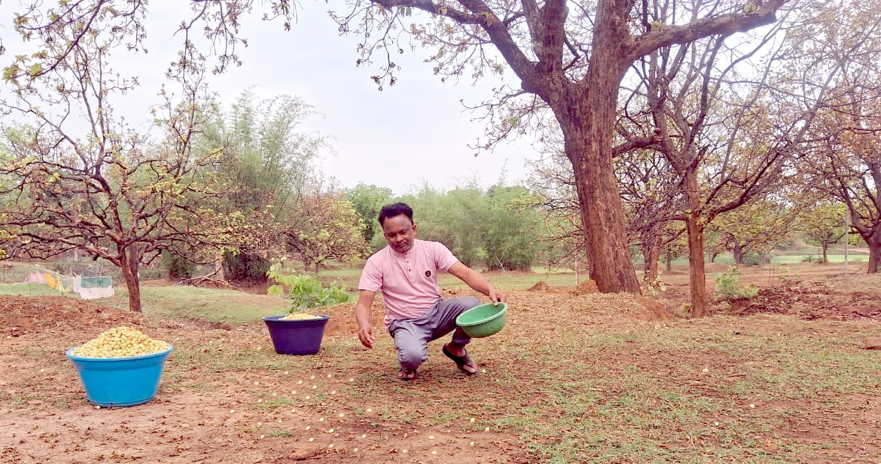 गर्मी की दस्तक के साथ जंगलों में महुआ की हलचल तेज